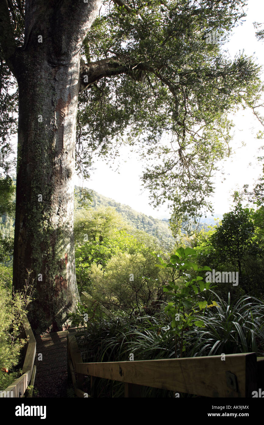 Kauri Tree Background Large Kauri tree in New Zealand forest Stock Photo - Alamy