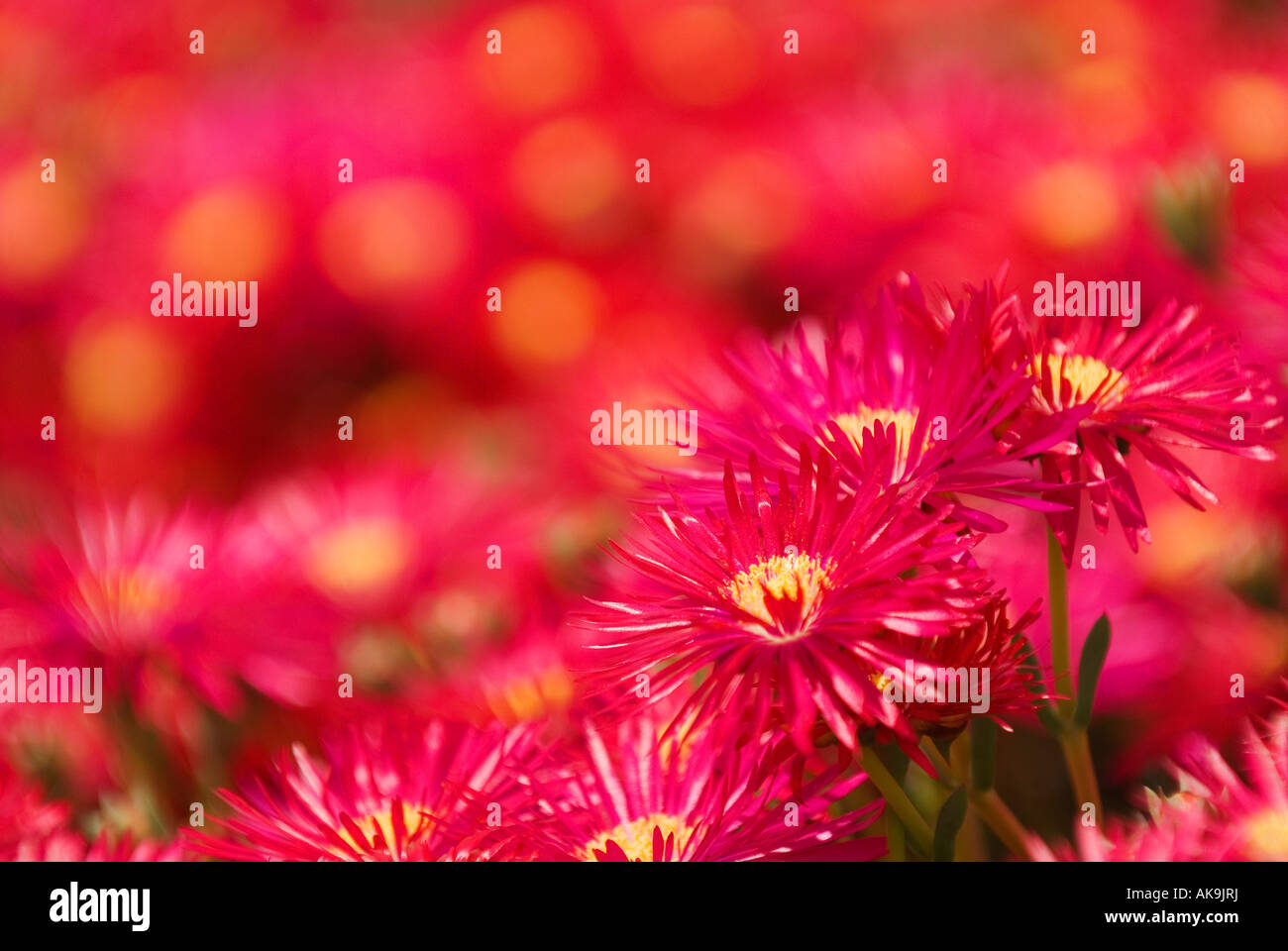 Crimson flowers with yellow centers Stock Photo