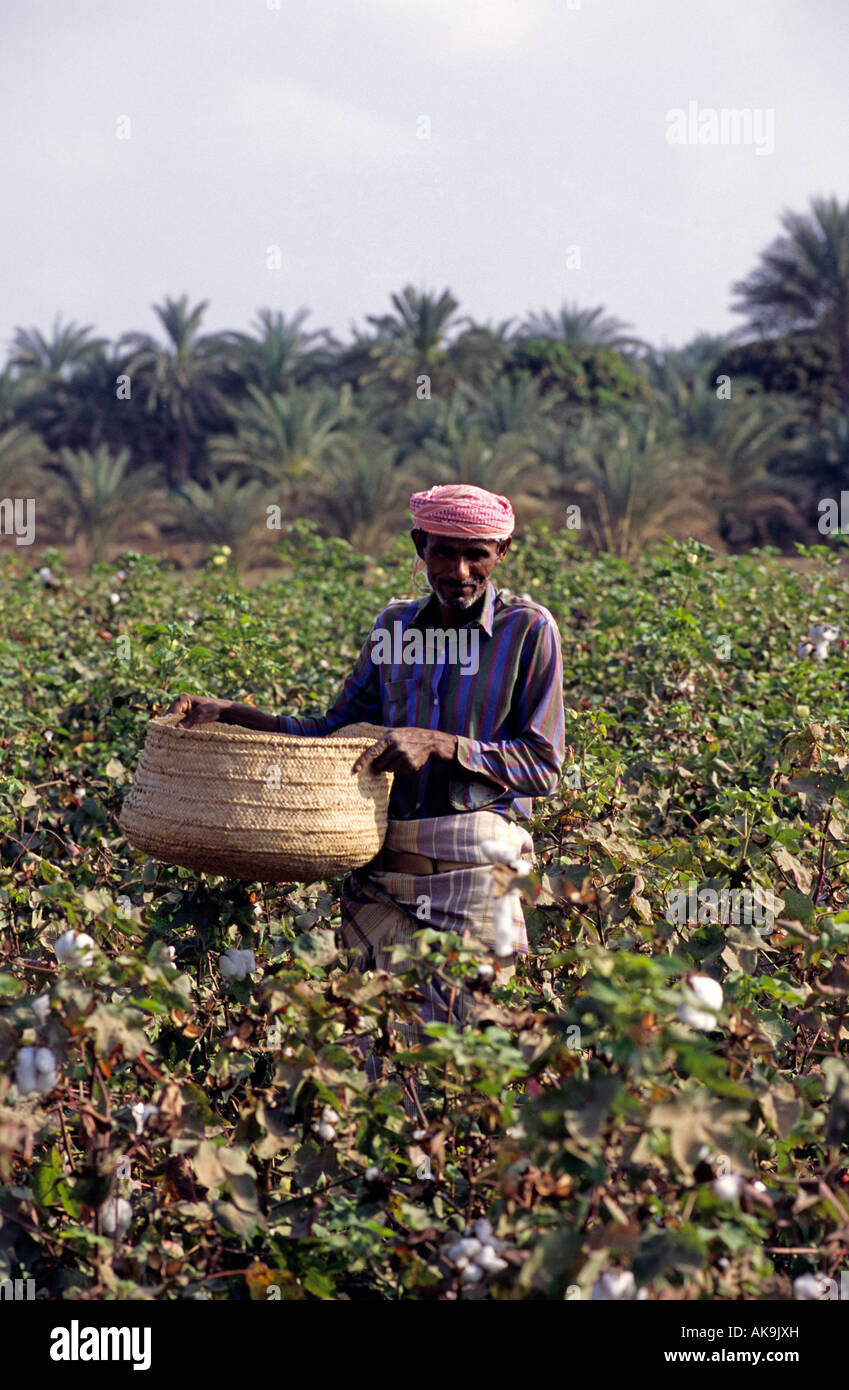 Worker in cotton field Yemen Stock Photo