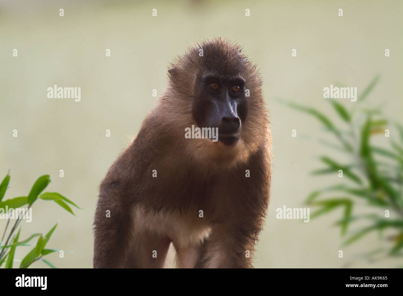 Short tailed monkey hi-res stock photography and images - Alamy