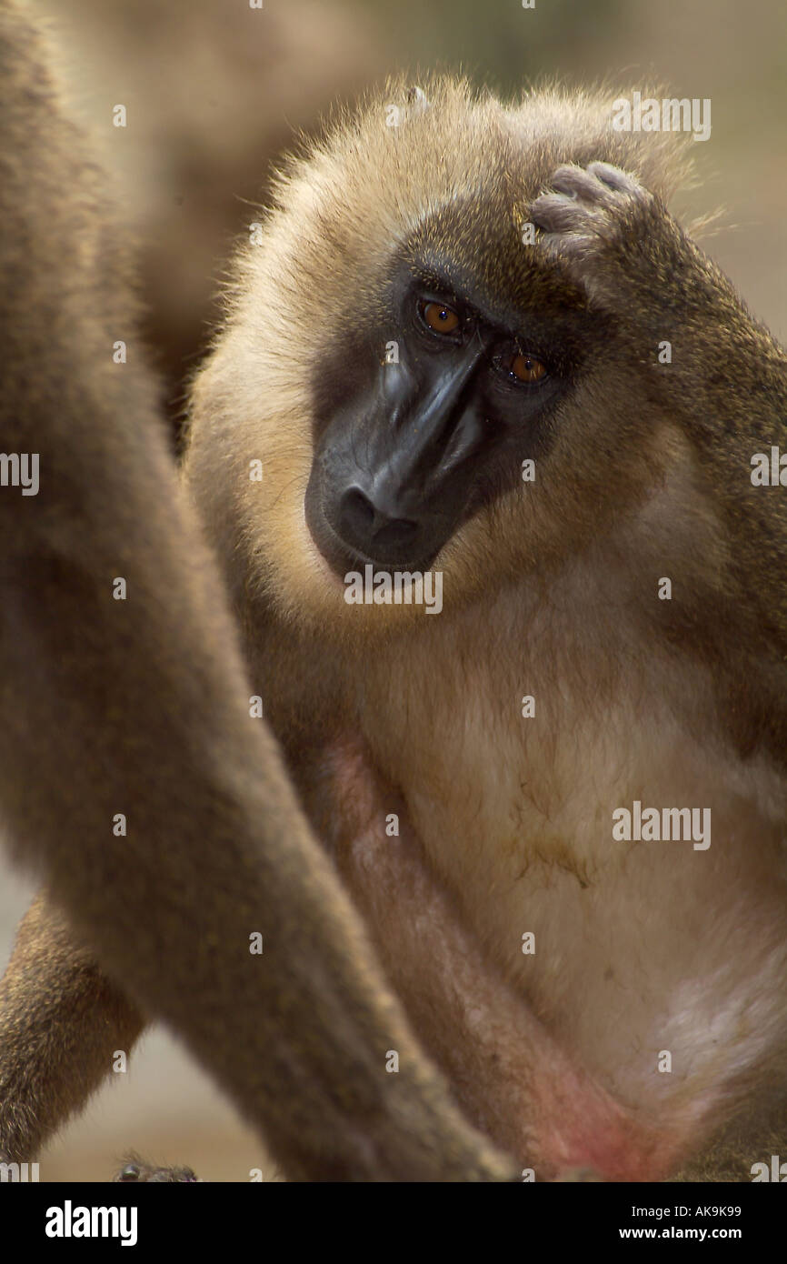 DRILL MONKEY female Mandrillus leucophaeus Stock Photo Alamy