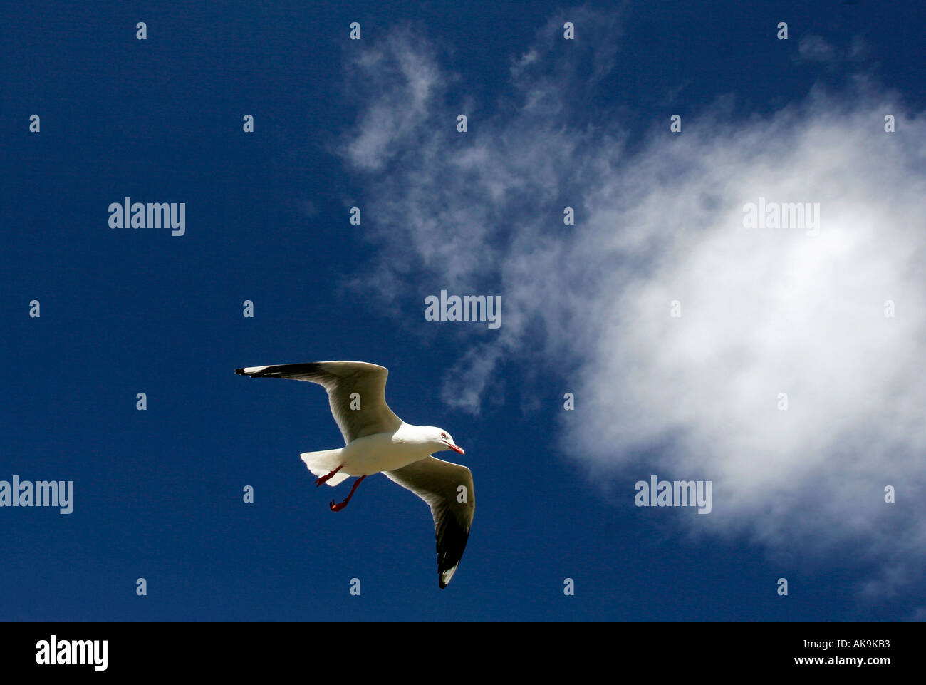 Seagull with blue sky and white clouds Stock Photo - Alamy
