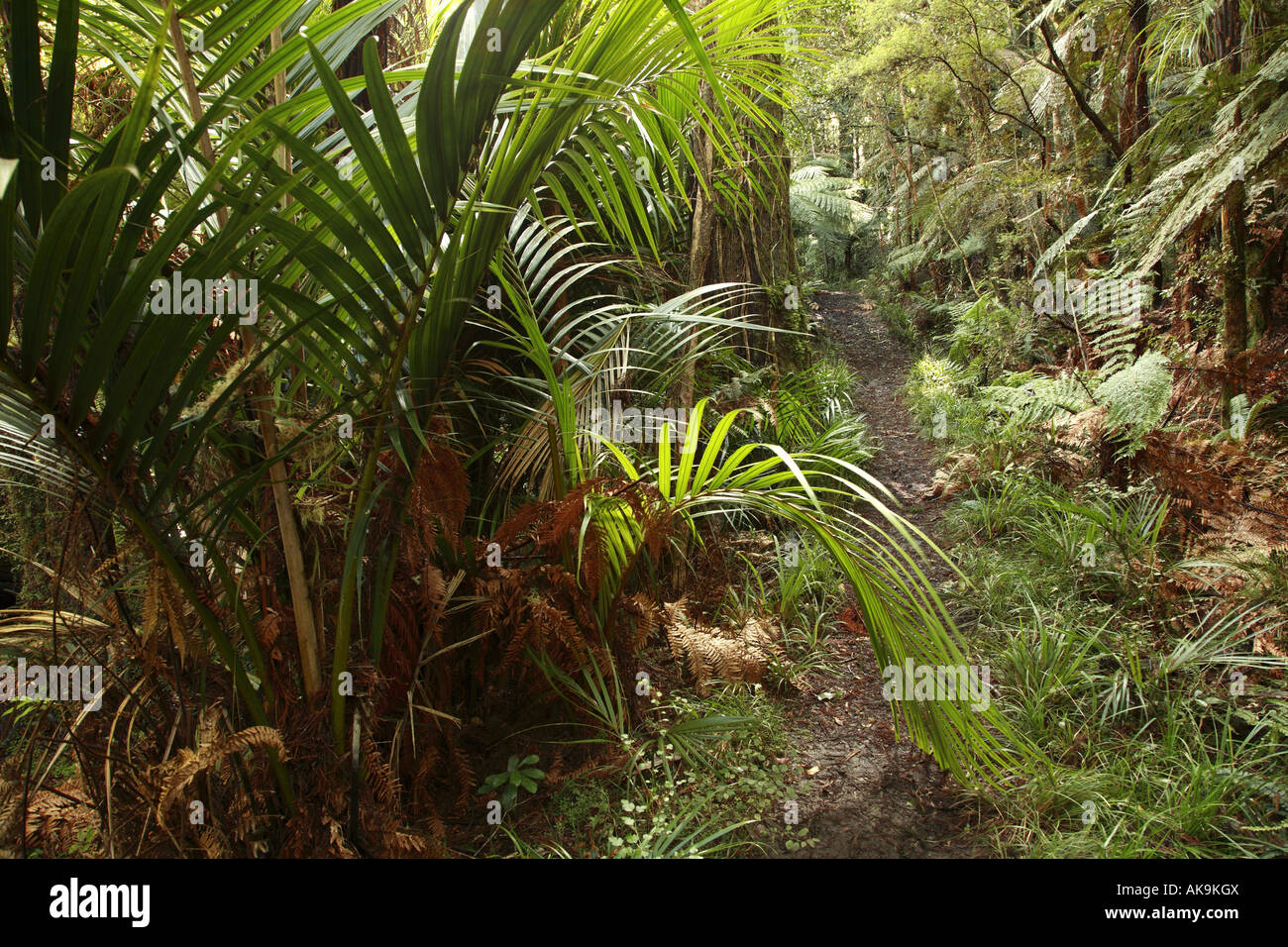 Trail in tropical forest Stock Photo - Alamy