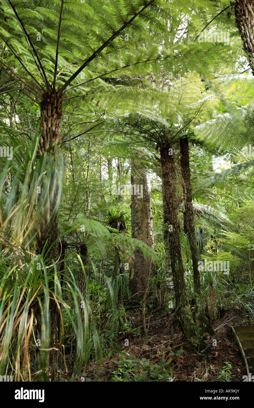Lush green tropical forest Stock Photo - Alamy