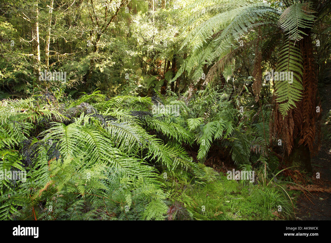 Lush green tropical forest Stock Photo - Alamy
