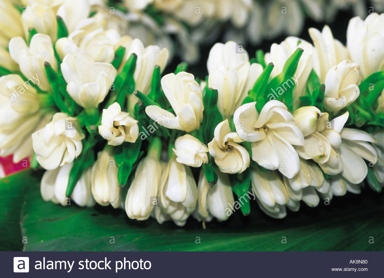Tiare Flower Tahiti Stock Photos Tiare Flower Tahiti Stock