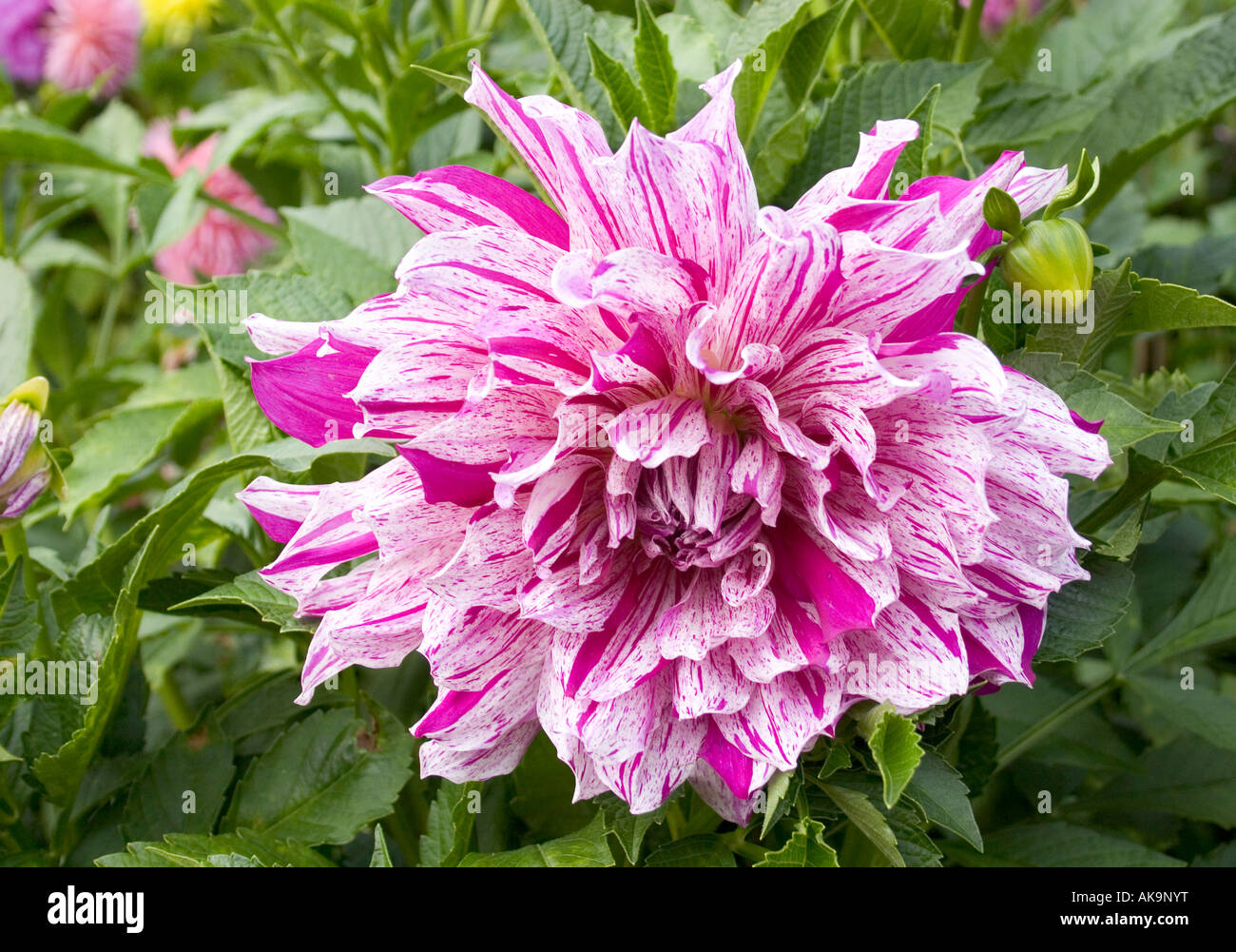 Purple dahlia bloom hi-res stock photography and images - Alamy