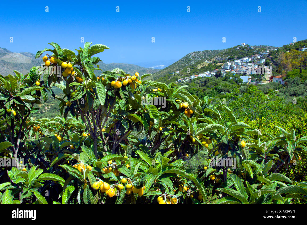 Mountain villages and tropical fruit vegetation on the Greek island of