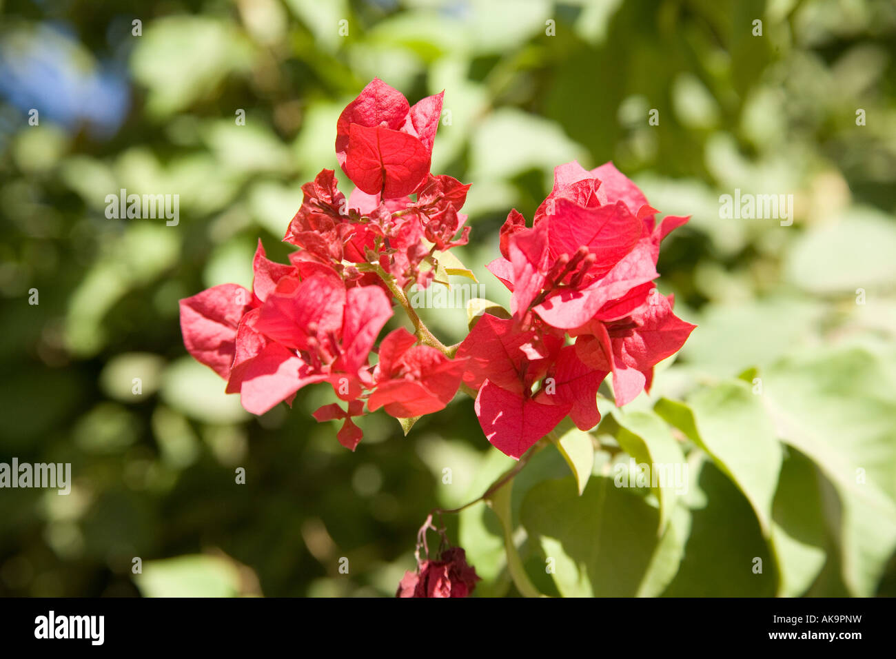 Red flowers Marrakesh Morocco Stock Photo - Alamy