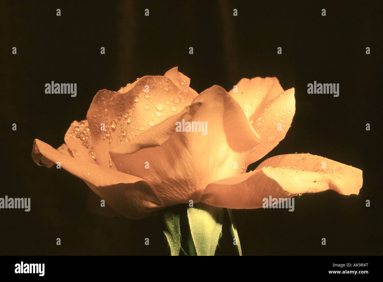 Yellow rose rosa dew drops hi-res stock photography and images - Alamy