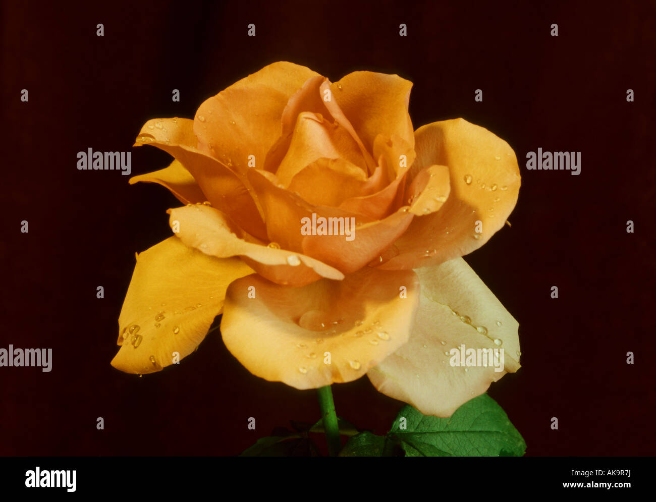 Yellow rose rosa dew drops hi-res stock photography and images - Alamy