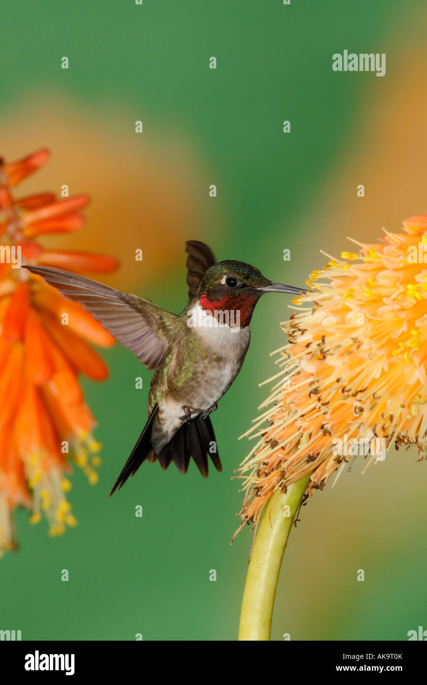 Male Ruby throated Hummingbird in Red Hot Poker Vertical Stock Photo
