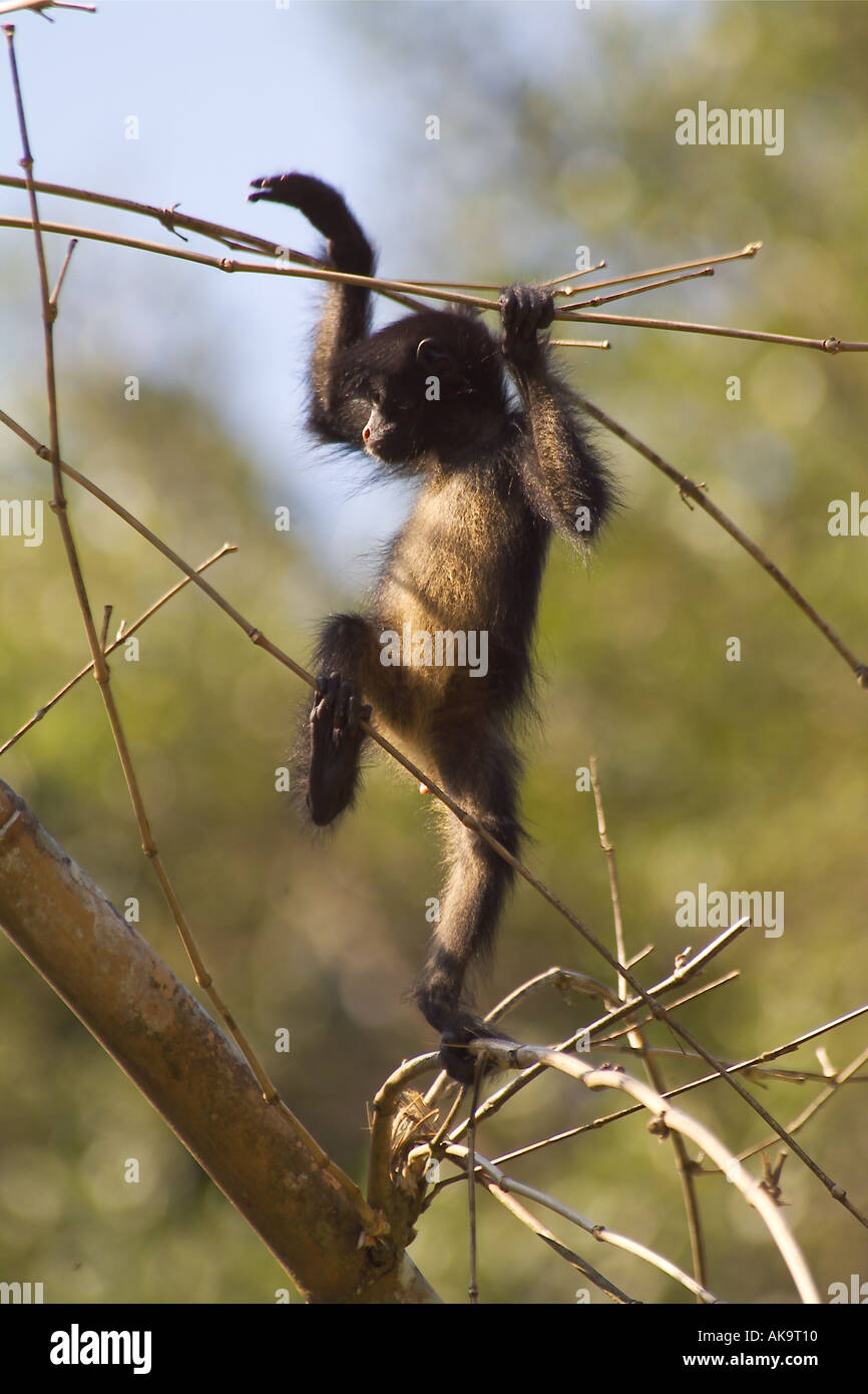 Amazon rainforest spider monkey hi-res stock photography and images - Alamy
