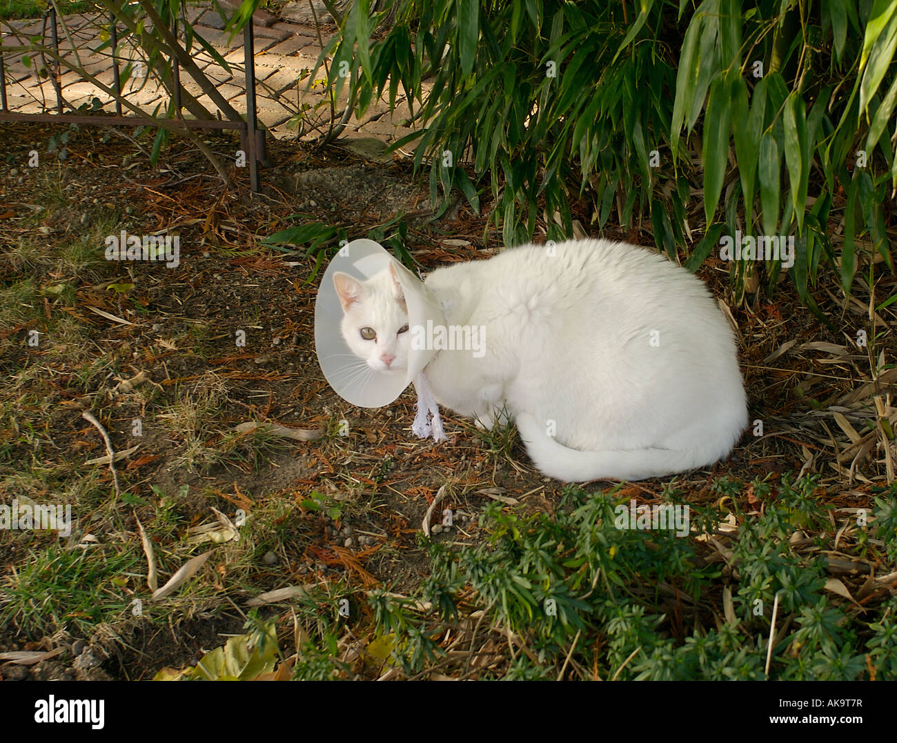 Cat elizabethan collar hires stock photography and images Alamy