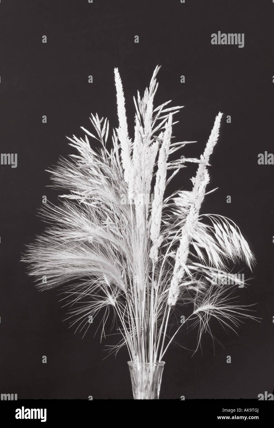 prairie grass composition arranged in a studio sorghastrum nutans black white vertical artistic Stock Photo