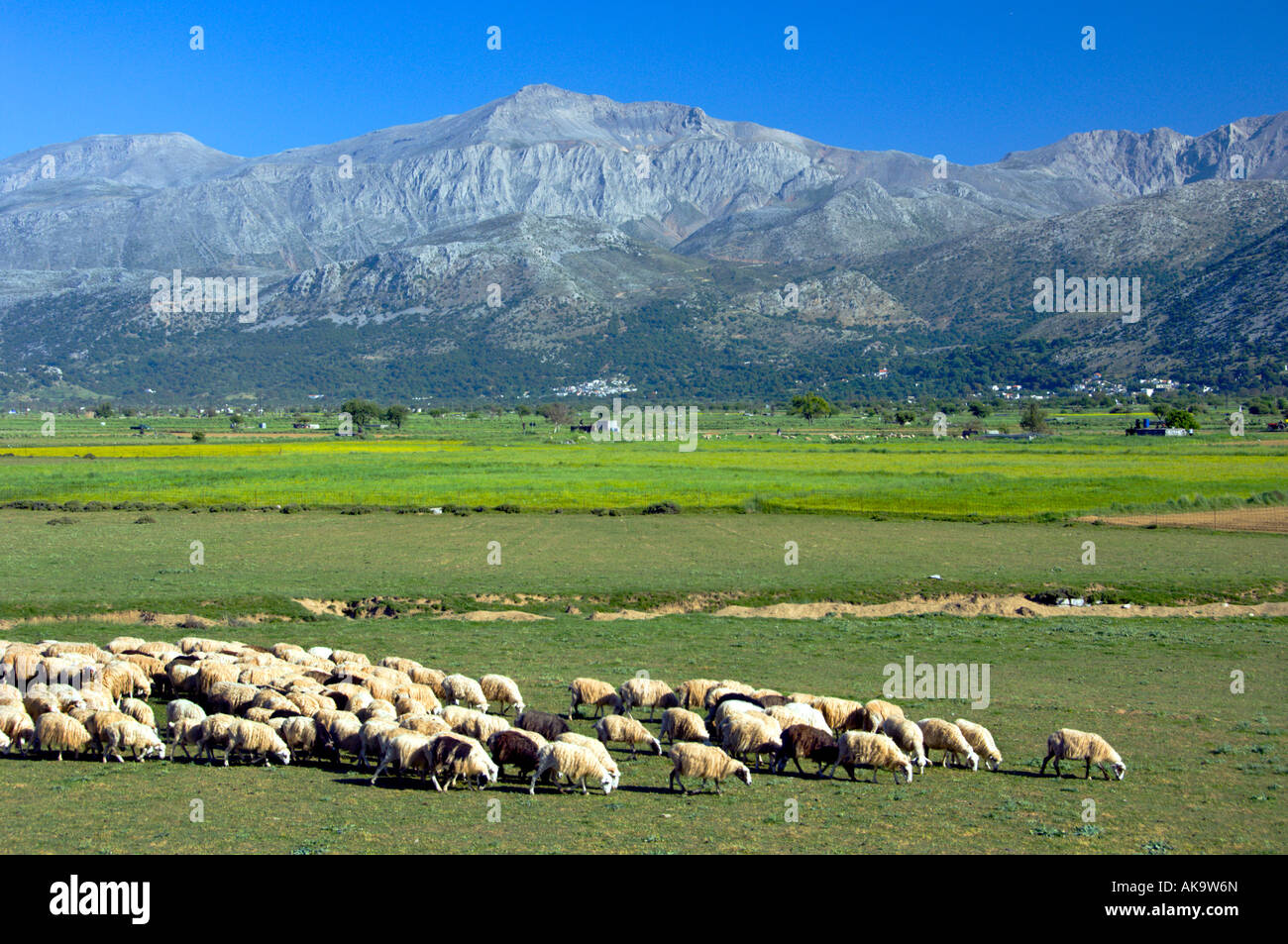 A flock of sheep in a large green pasture on the Lasithi Plateau in eastern Crete Greece Stock Photo