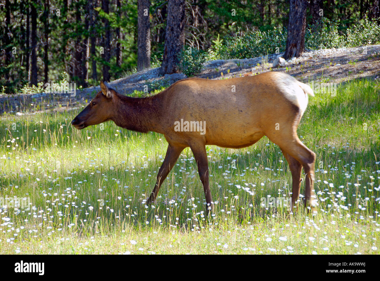 Female Elk in Banff Alberta Canada Canadian Rockies Canadian Rocky