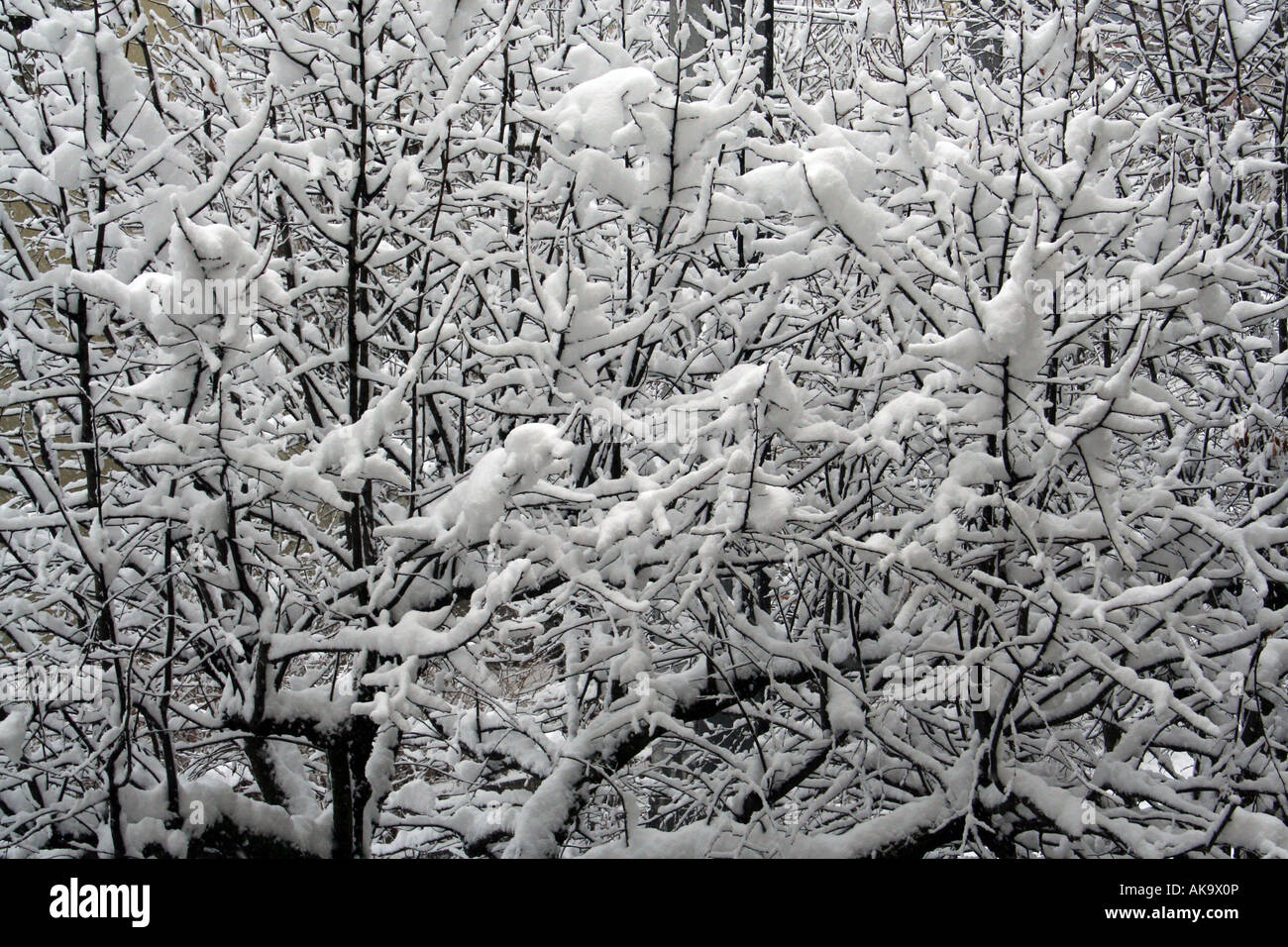 Frozen tree branches in winter seen in Zell am See winter ski resort in Austria. Stock Photo