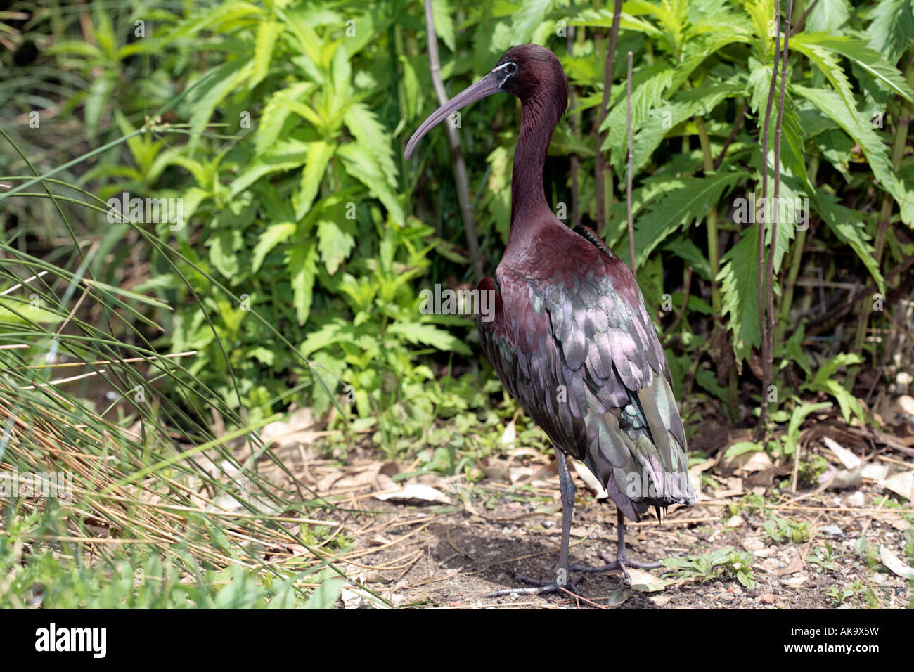Glossy Ibis in breeding plumage - Plegadis falcinellus Stock Photo