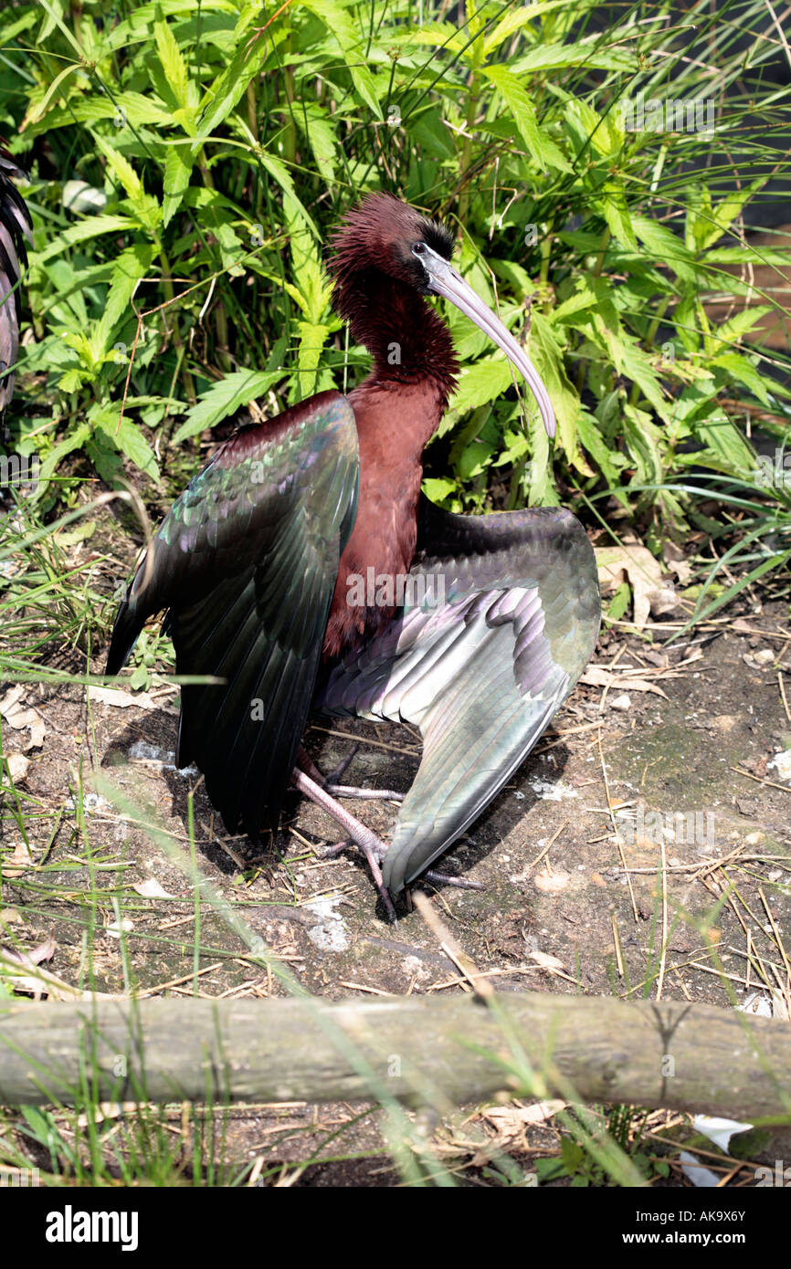 Glossy Ibis preening- in breeding plumage - Plegadis falcinellus Stock Photo