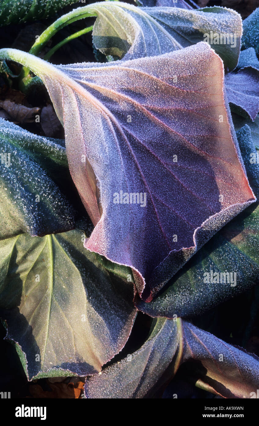 frost on Bergenia leaves in winter Stock Photo