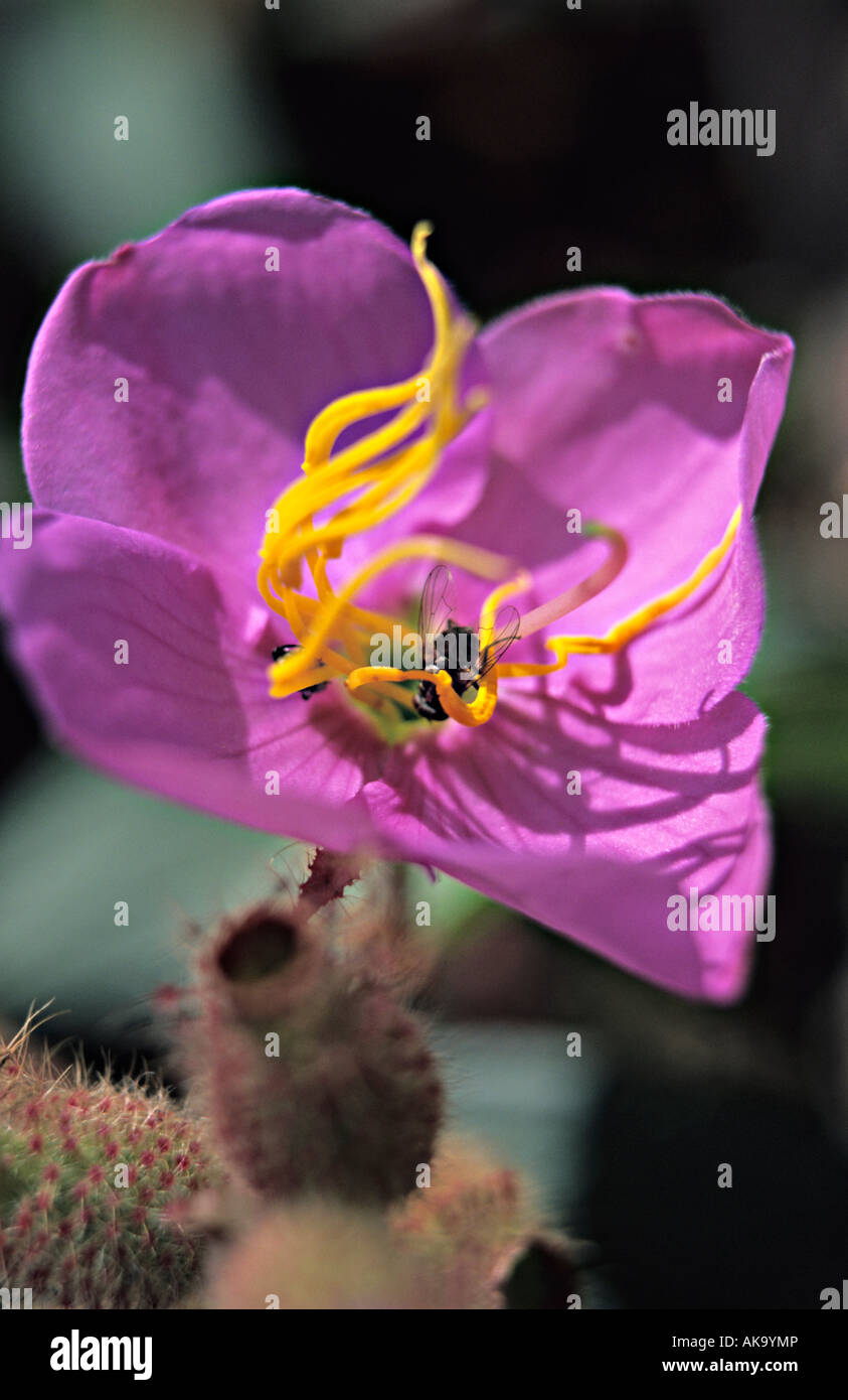 Osbeckia stellata flower Stock Photo