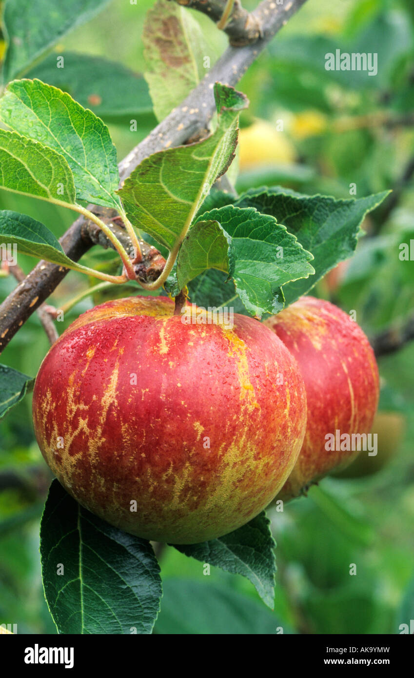Apple Fiesta red fruit Stock Photo