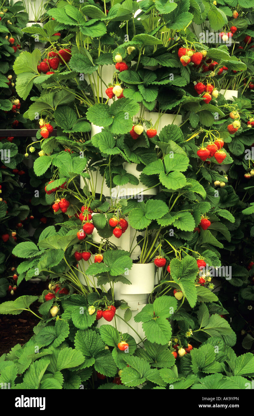 Ken Muir strawberry tower Royal Sovereign Stock Photo