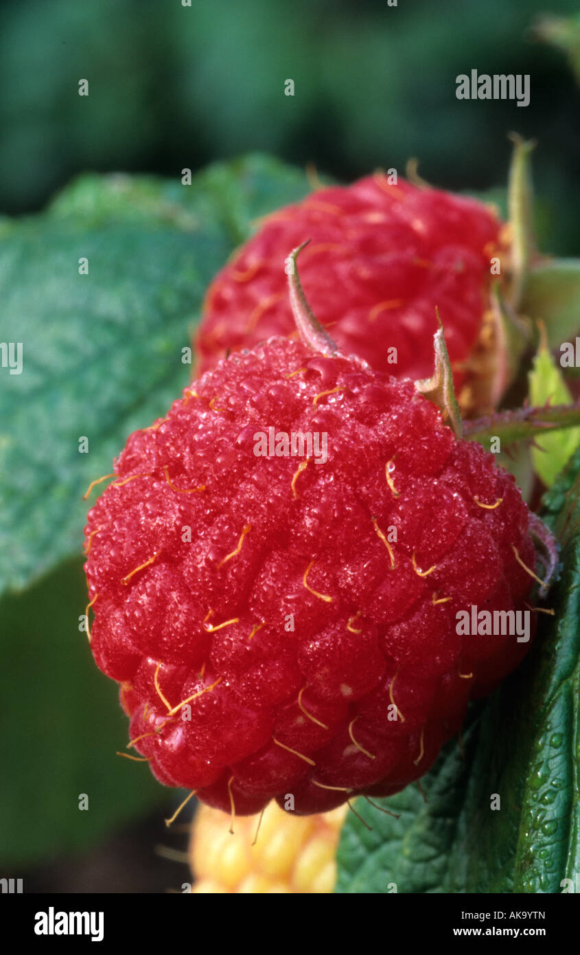 Raspberry Heritage fruit berry close-up Stock Photo
