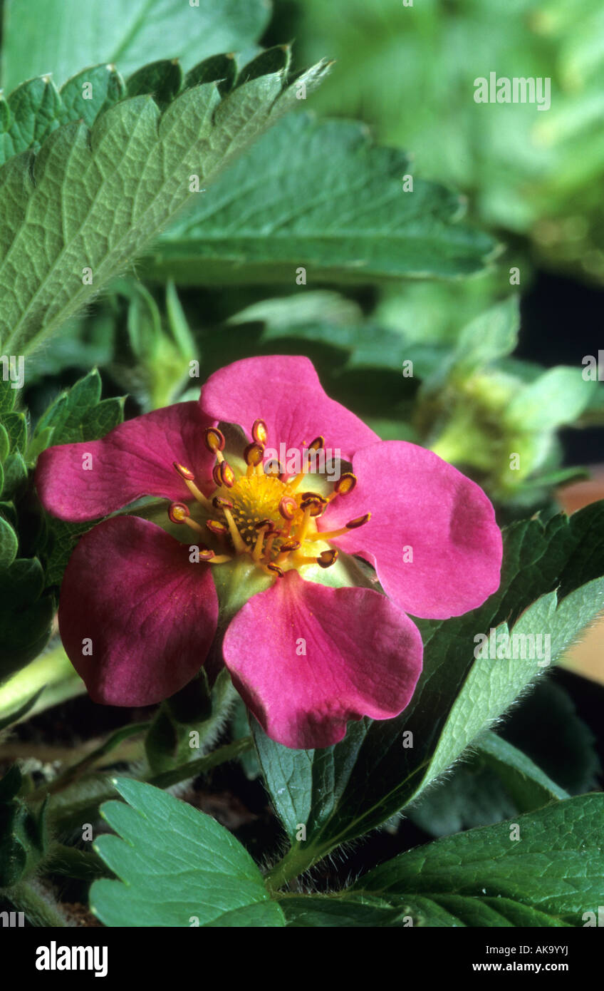 strawberry in flower Fragaria Red Ruby Stock Photo