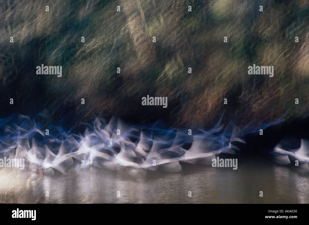 flock of seagulls over estuary Puntledge river British Columbia Canada North America Stock Photo