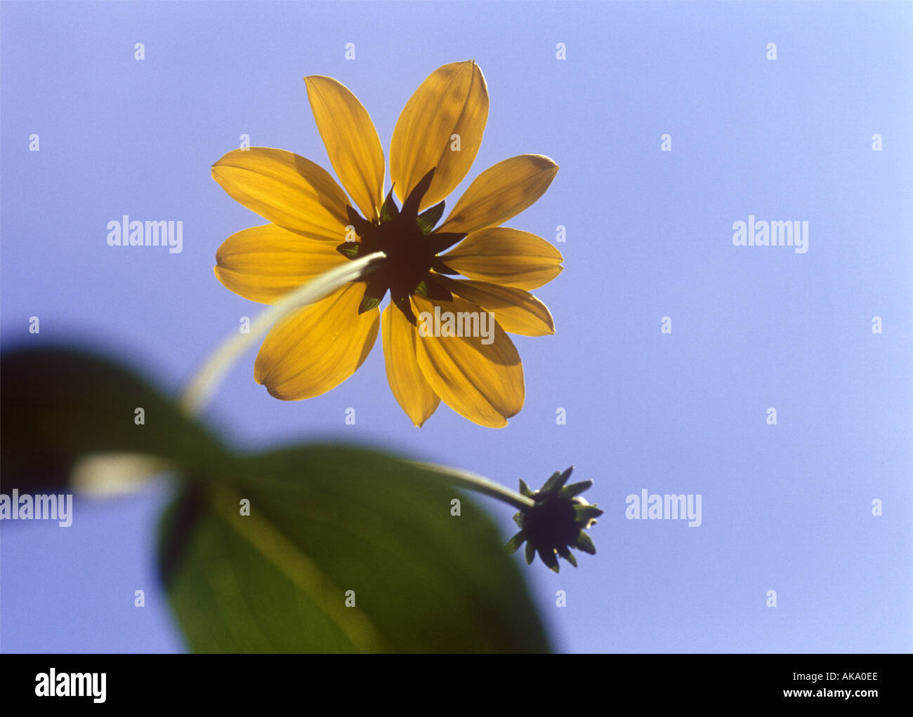 Flower reaching for the sky hi-res stock photography and images - Alamy