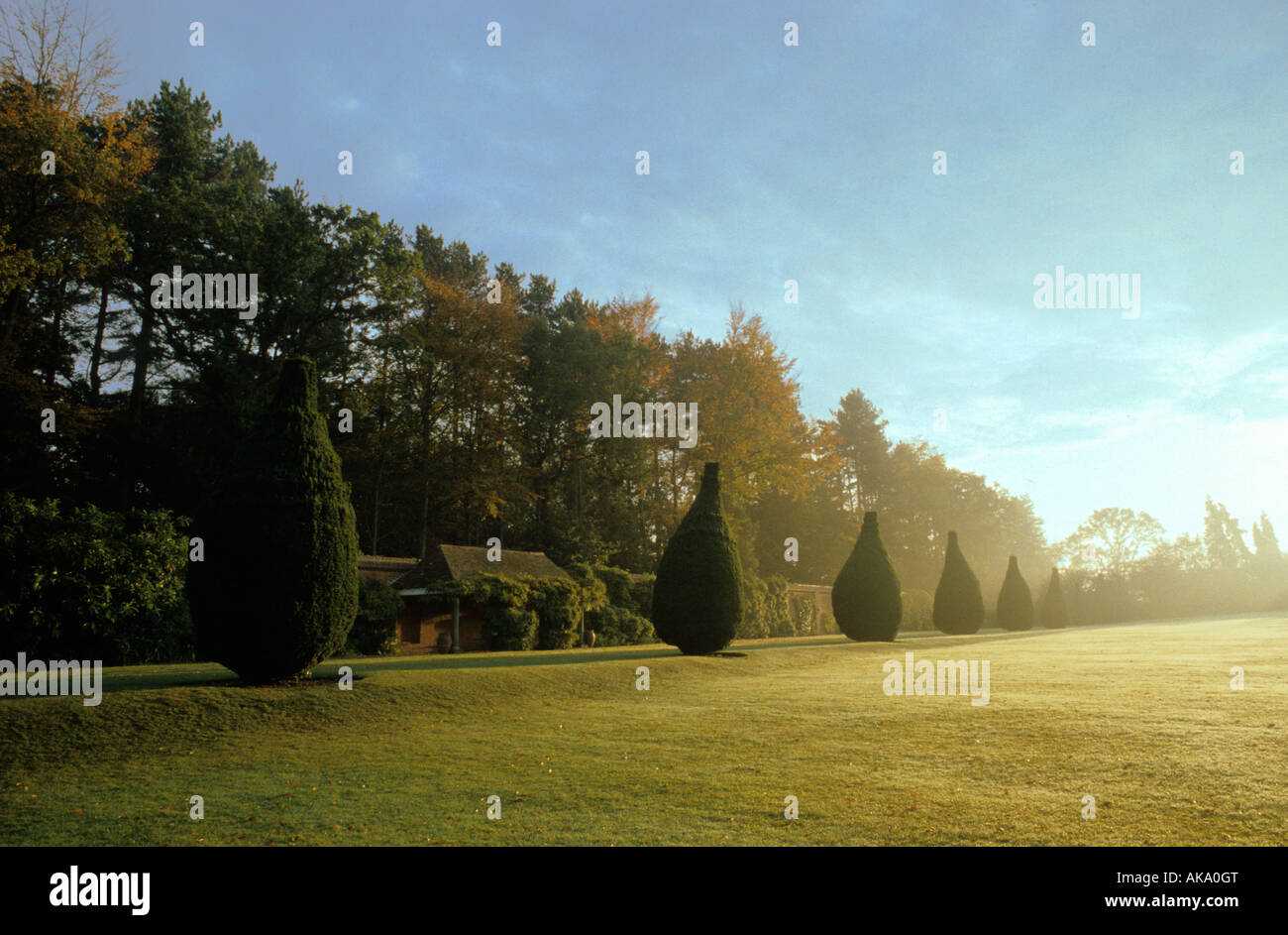 Pyrford Court Surrey line of yew topiary conifers autumn Stock Photo