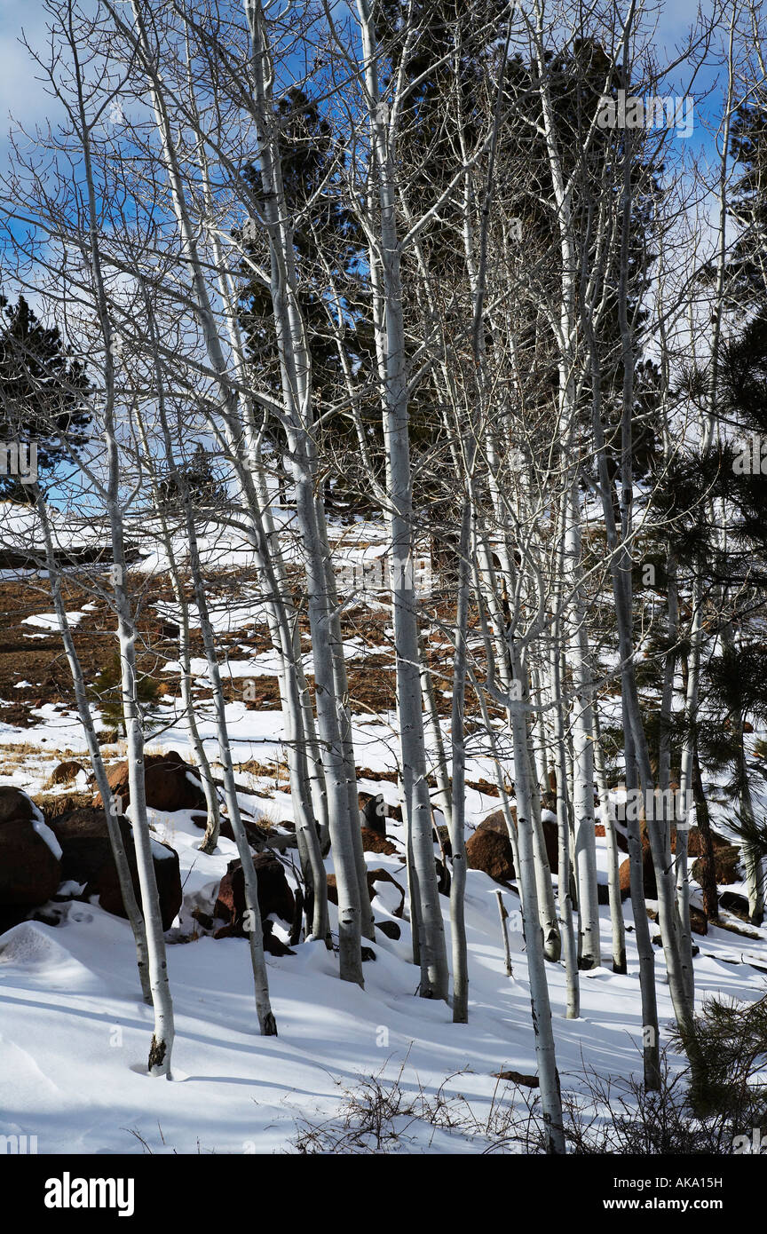 Aspen Poplar Trees in winter Southern Utah Stock Photo Alamy