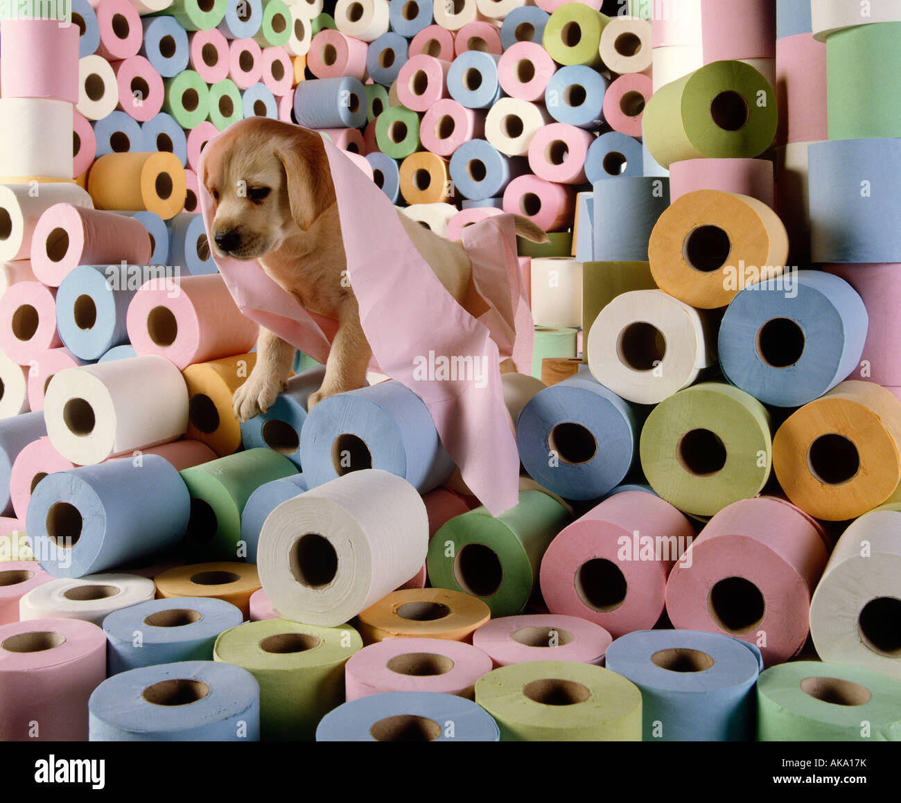 Andrex Puppies Stock Photo - Alamy