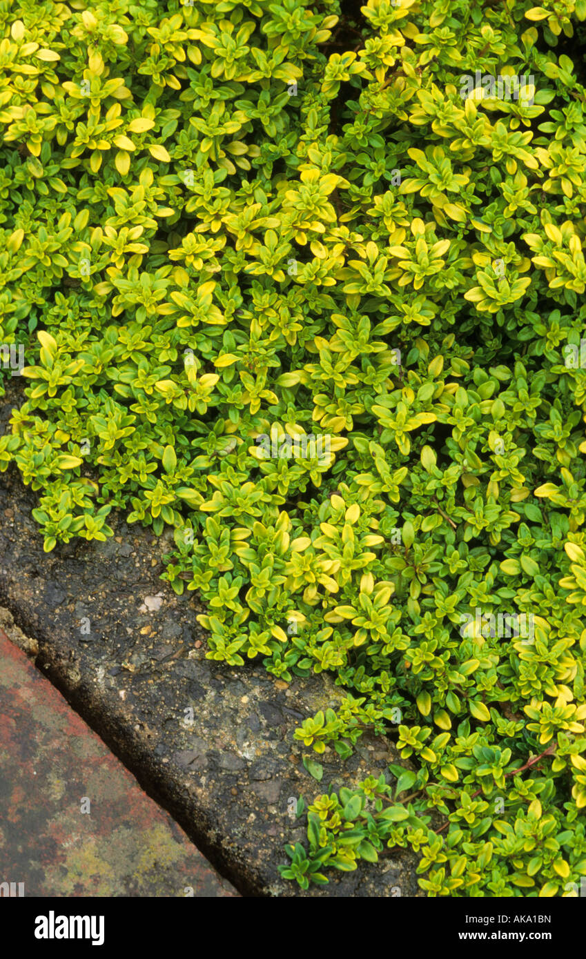 golden thyme Thymus surphyllum Aurea herb Stock Photo