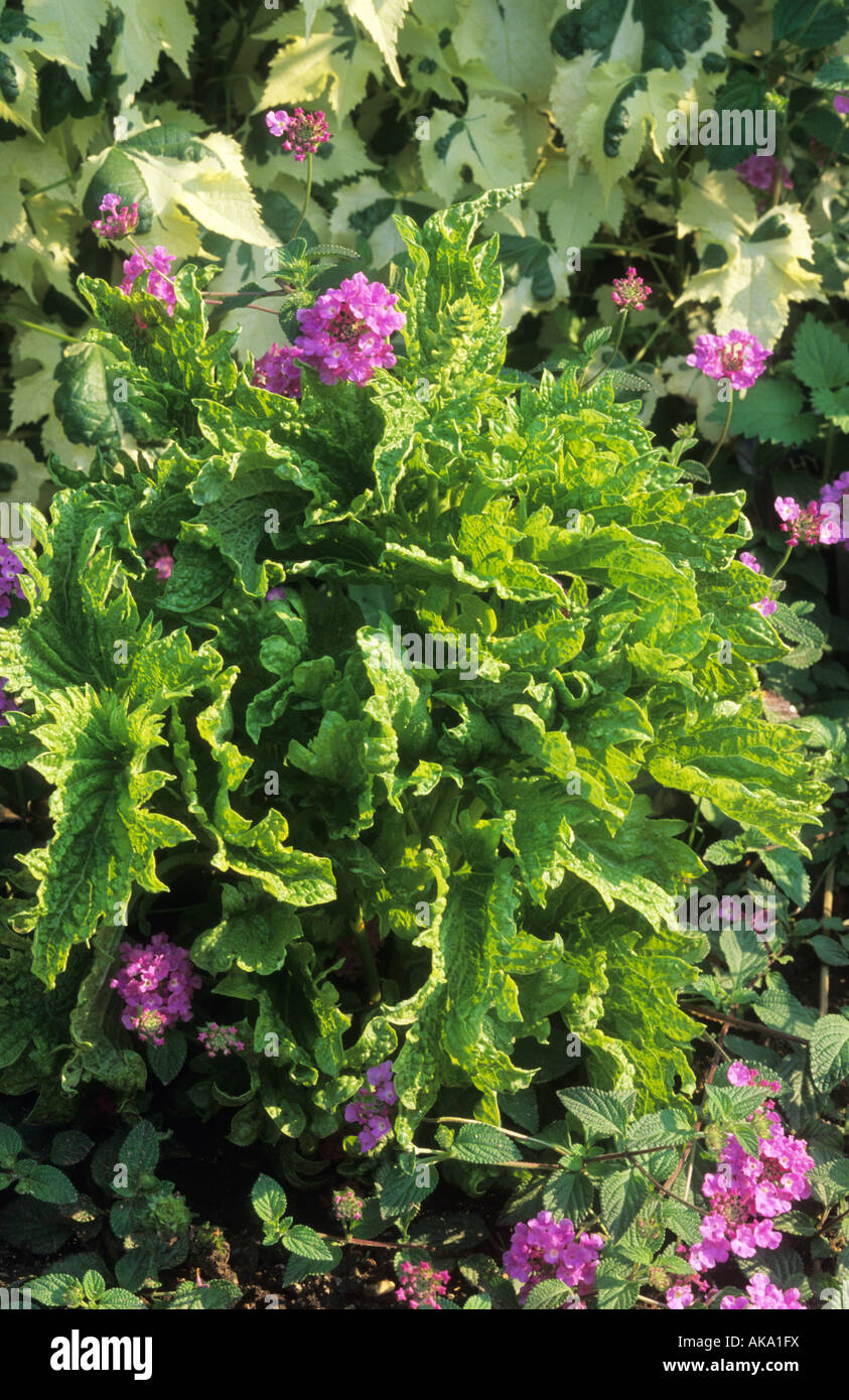 basil Green Ruffles Stock Photo Alamy