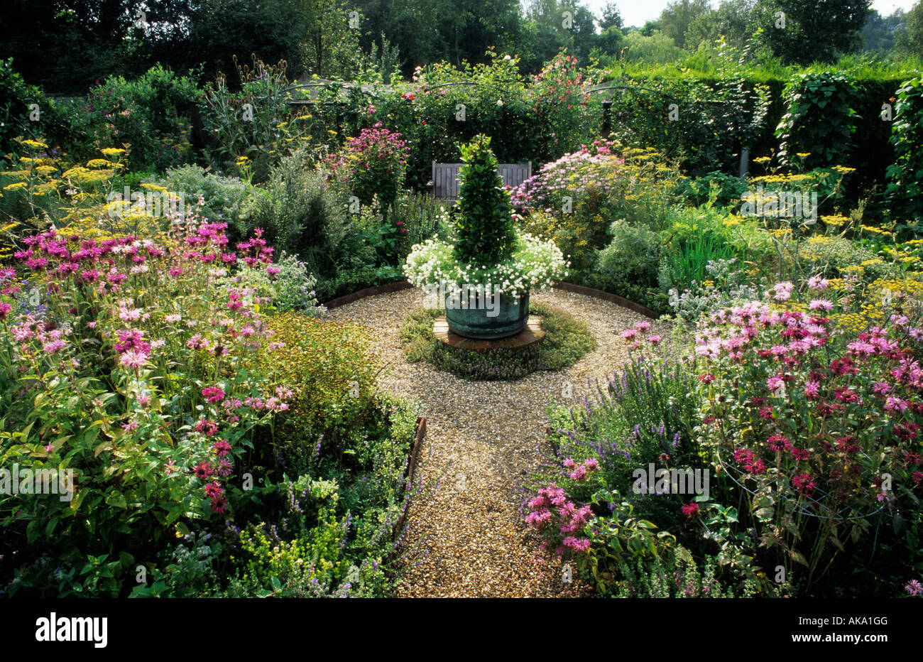 formal herb garden with bay tree in container as focal point Monarda fennel Stock Photo