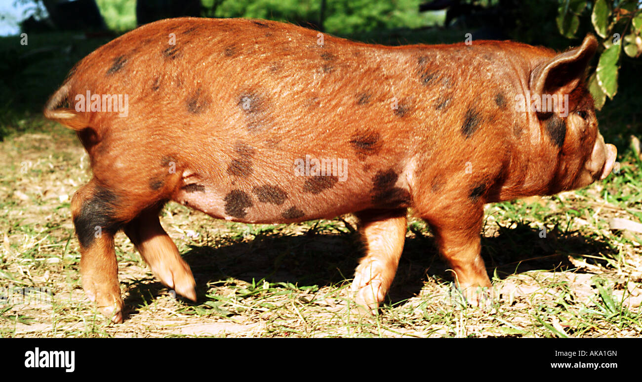 A red haired black spotted pig snorting around on the farm Stock Photo