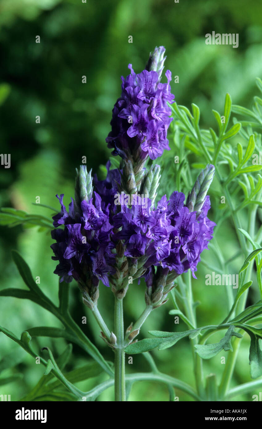 Lavender Lavandula Pinnata Stock Photo Alamy