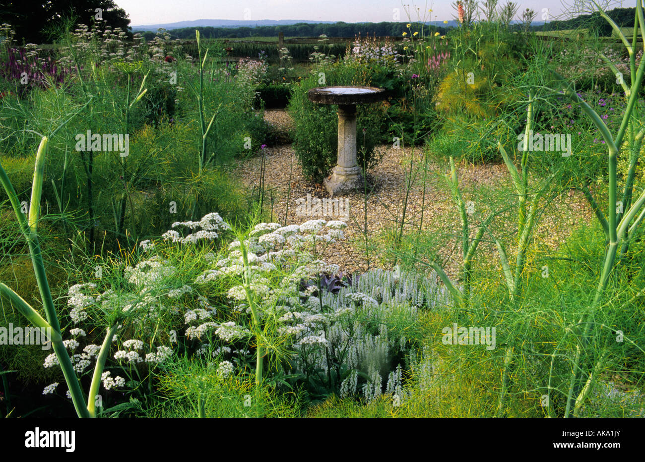 Sussex fennel with Valeriana officinalis Stock Photo