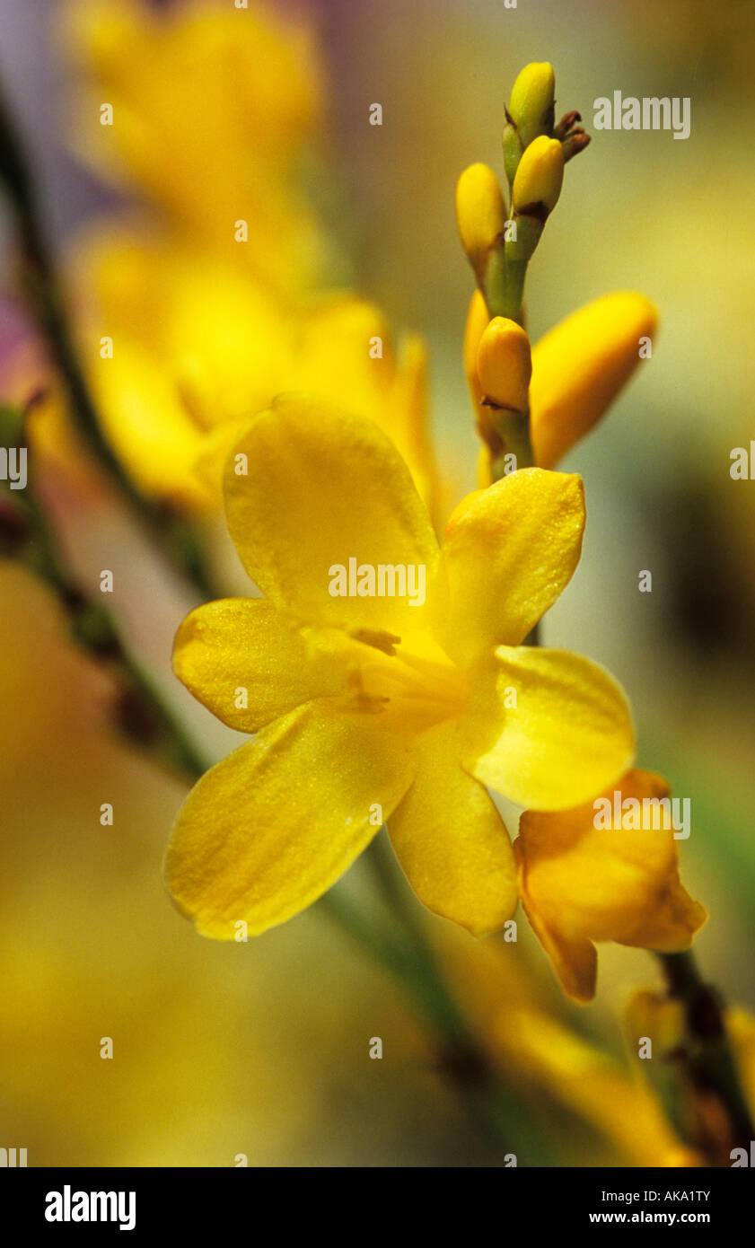 Crocosmia Honey Angels Stock Photo