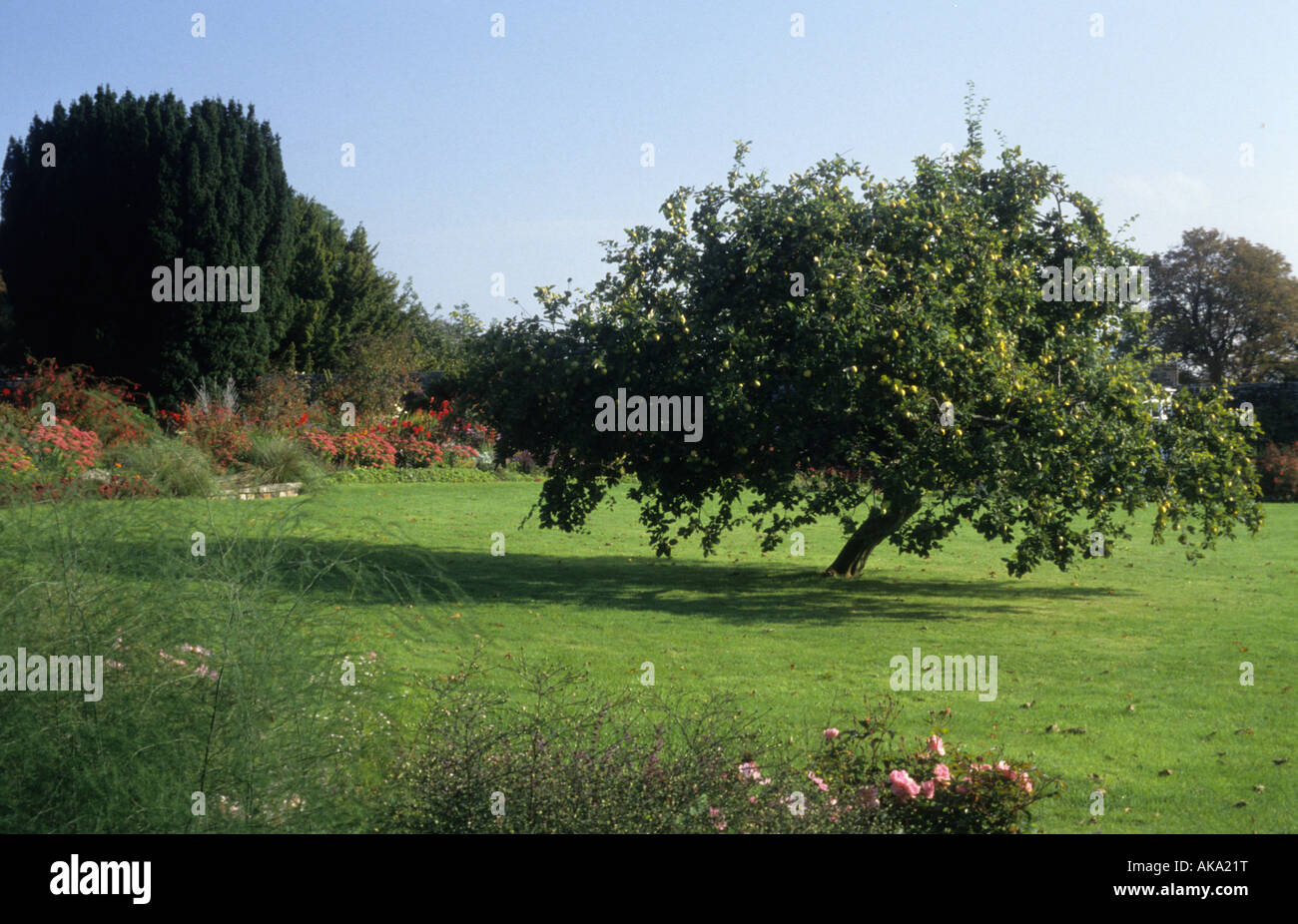 private garden Sussex large sweeping lawns in late summer with Quince tree Stock Photo
