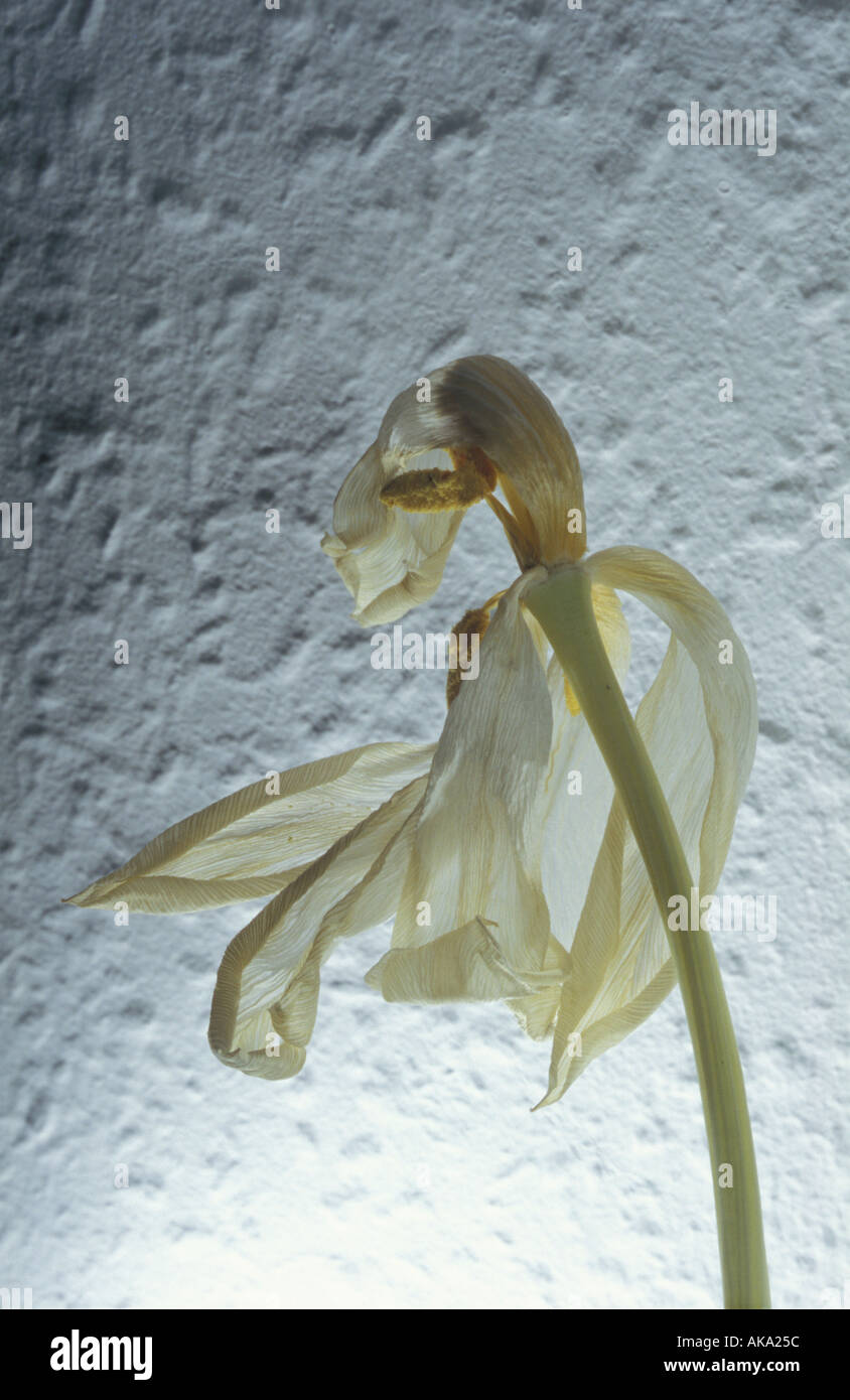 Wilting Flower 1 Stock Photo Alamy