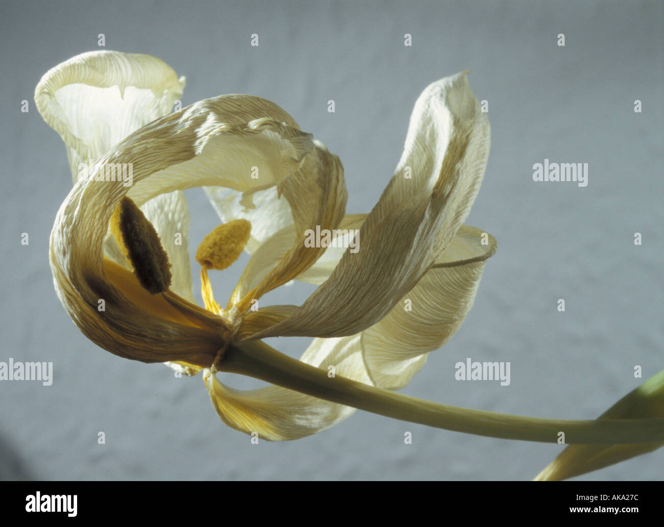 Wilting Flower 3 Stock Photo Alamy