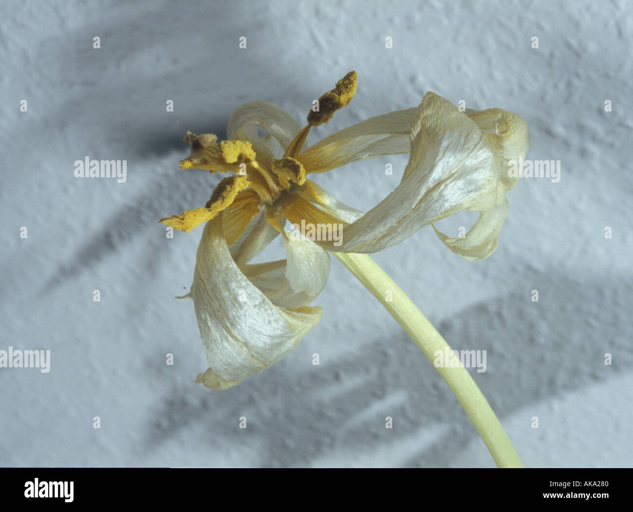Wilting Flower 7 Stock Photo Alamy