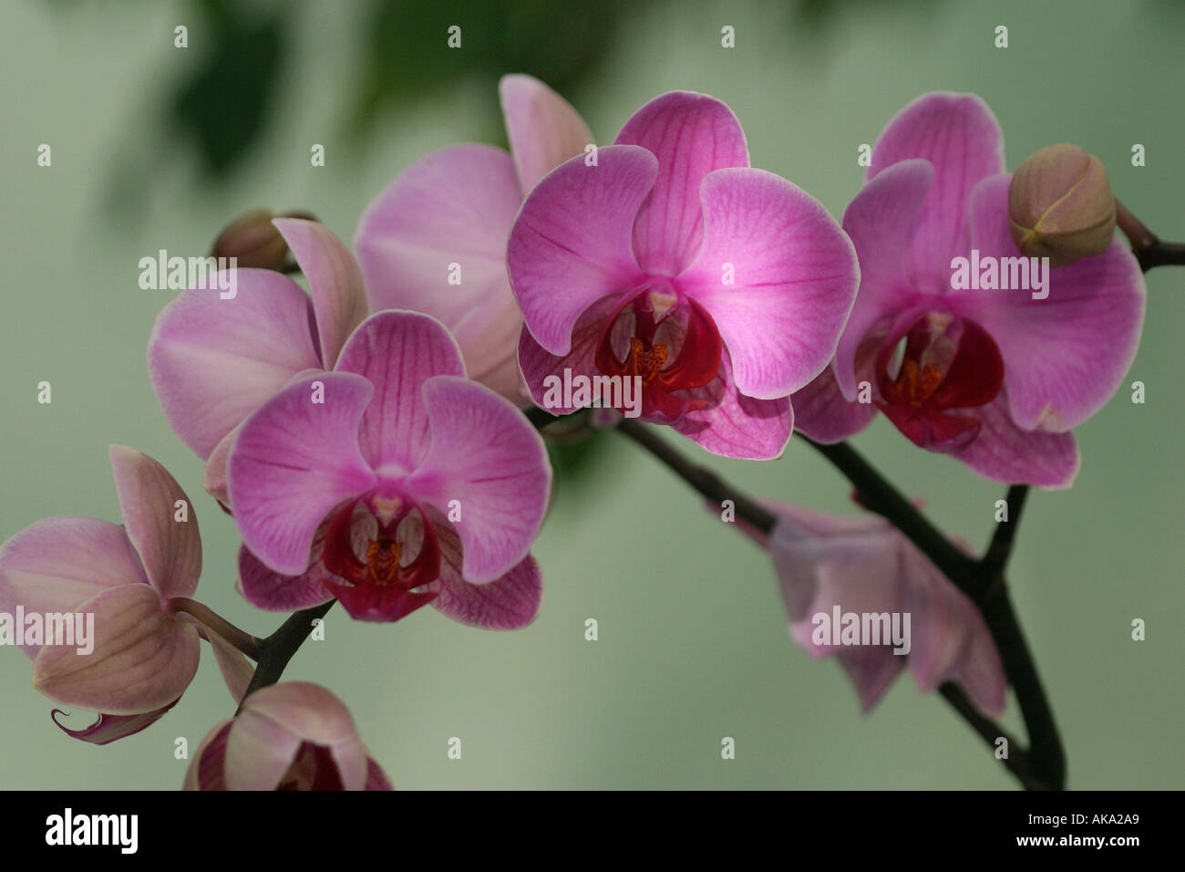 Pink orchids hi-res stock photography and images - Alamy