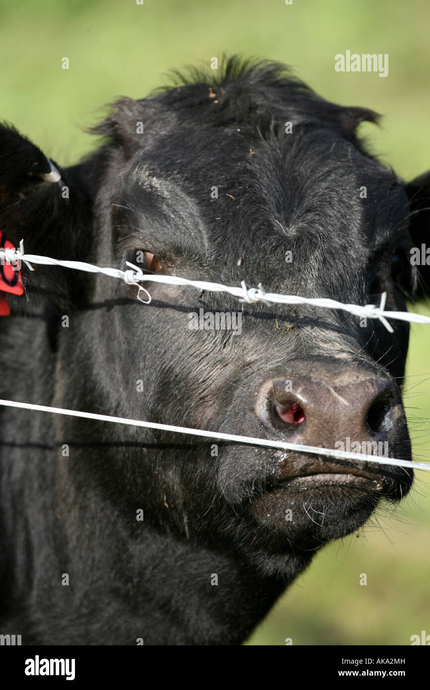 Black Cow and Barbed Wire. Cley, Norfolk Stock Photo