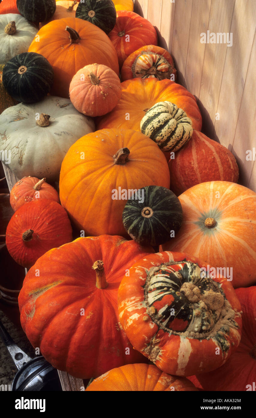 Collection of pumpkins and gourds on potting shed bench Stock Photo Alamy