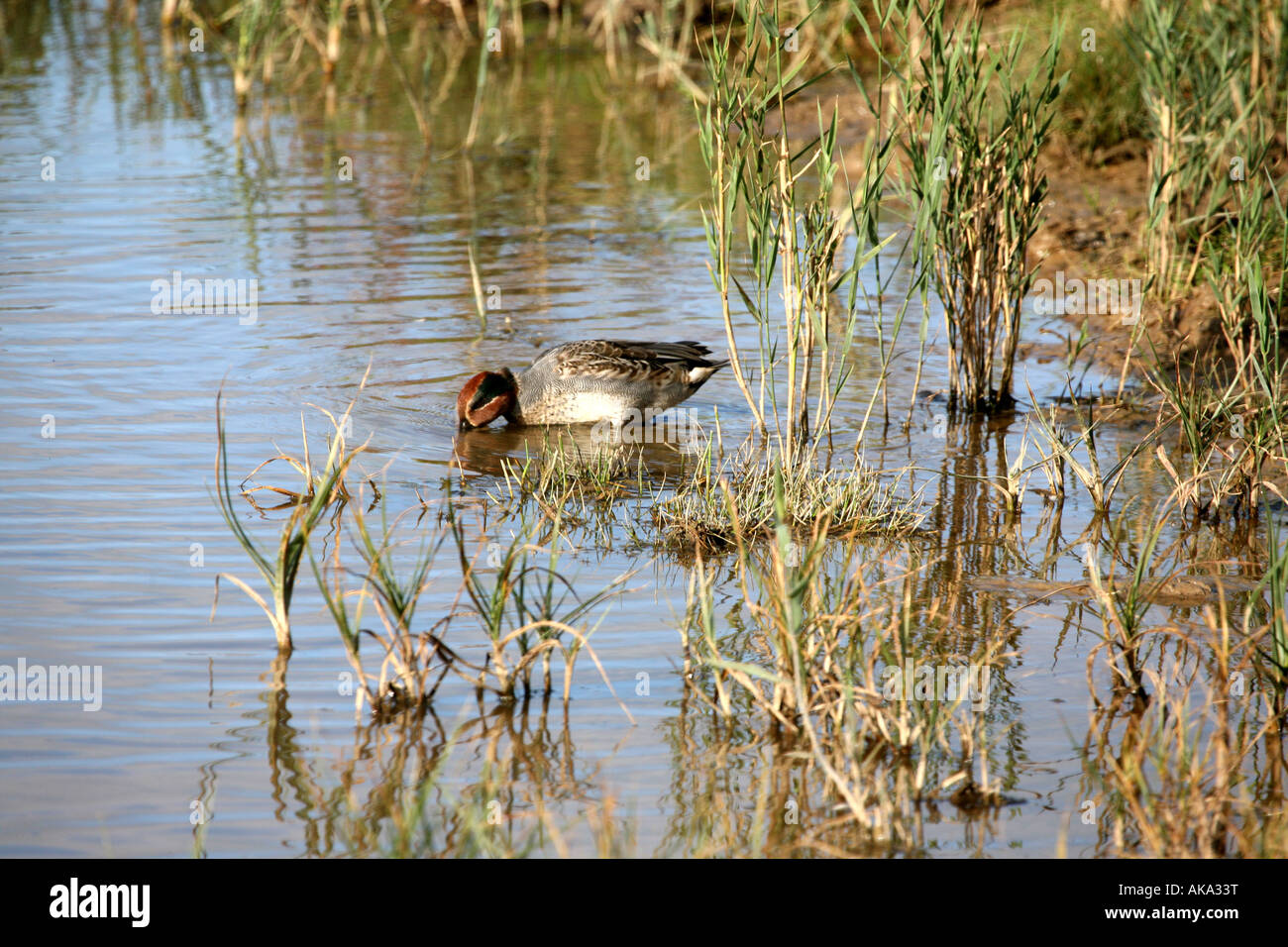 Duck in Reeds. Cley, Norfolk Stock Photo